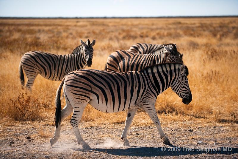 20090610_134244 D3 X1.jpg - The Zebra is an adaptable grazer and eats mainly grasses and schrubs